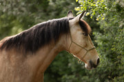 Moveo knotenloses Seilhalfter an einem Falben
