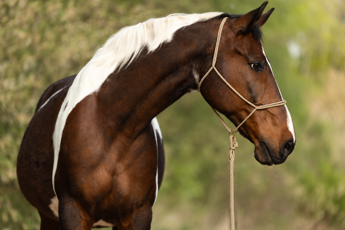 Beige — Moveo Seilhalfter mit passendem Gauchoseil am Pferd
