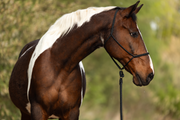 Black — Moveo Seilhalfter mit passendem Gauchoseil am Pferd
