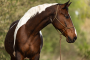 Duogold — Moveo Seilhalfter mit passendem Gauchoseil am Pferd