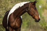 Duoolive — Moveo Seilhalfter mit passendem Gauchoseil am Pferd