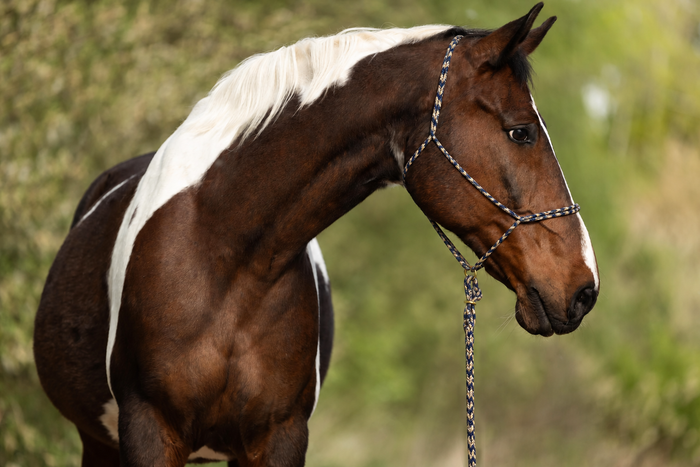 Naturalnavy — Moveo rope halter with matching Gaucho rope on a horse