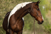 Trinature — Moveo Seilhalfter mit passendem Gauchoseil am Pferd