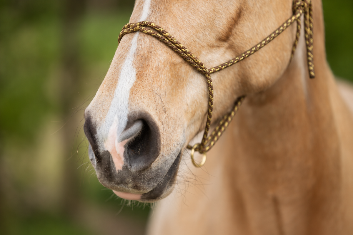 Duogold — Moveo mit goldenen Beschlägen