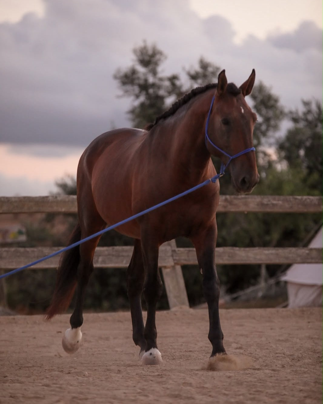 Braunes Pferd an der Longe mit blauem Knotenhalfter auf dem Reitplatz